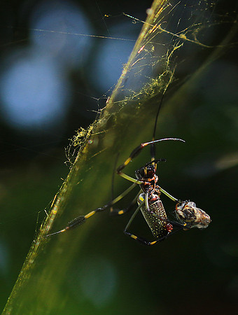 Spiders in Costa Rica