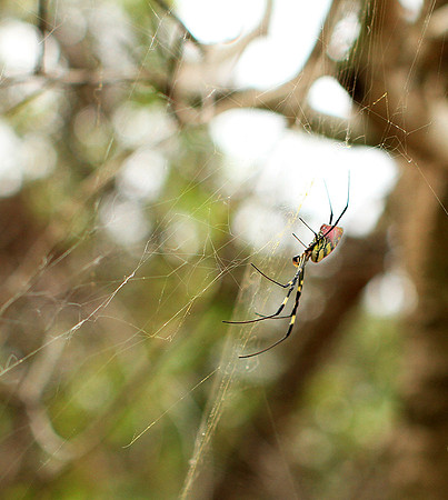 Spider - Myanmar
