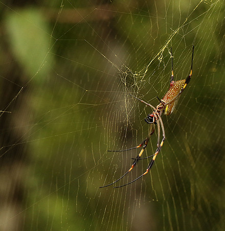 Spiders in Costa Rica