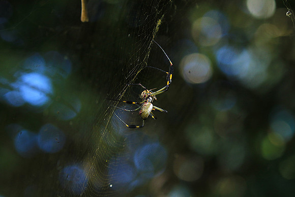 Spiders in Costa Rica