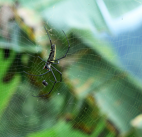 Laos
