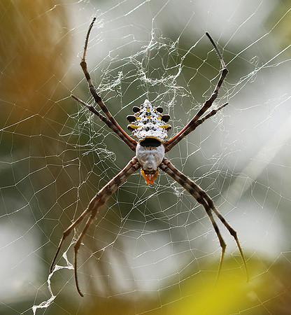 Senegal : spider close-up