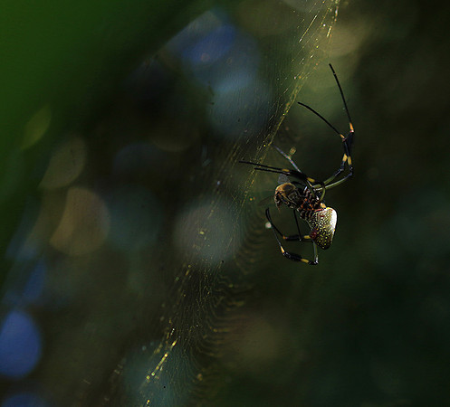 Spider