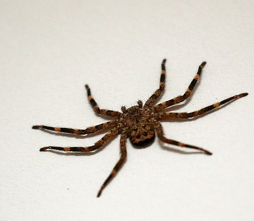 Spider - Senegal