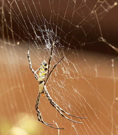 Senegal : spider close-up