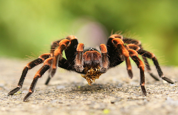 Orange-knee tarentula