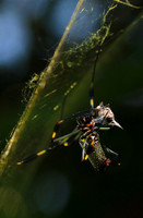 Spiders in Costa Rica