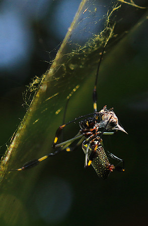 Spiders in Costa Rica