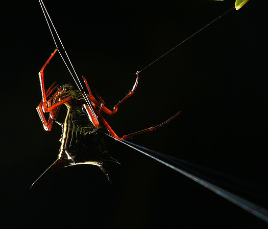 Horned orb weaver