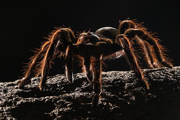 Orange-knee tarentula