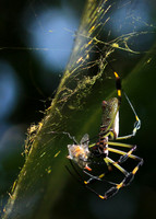 Spiders in Costa Rica