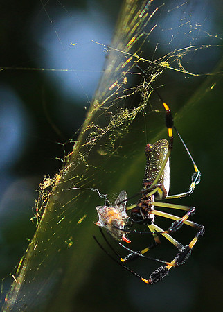 Spiders in Costa Rica
