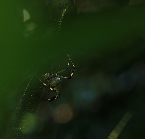 Spider
