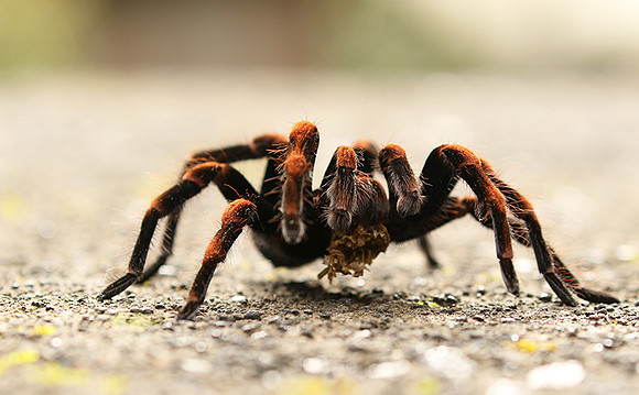 Orange-knee tarentula