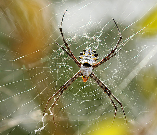 Senegal : spider close-up