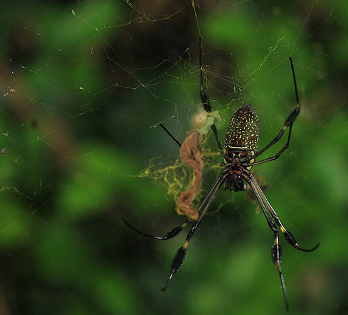 Spiders in Costa Rica