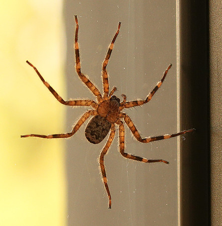 Spider - Senegal