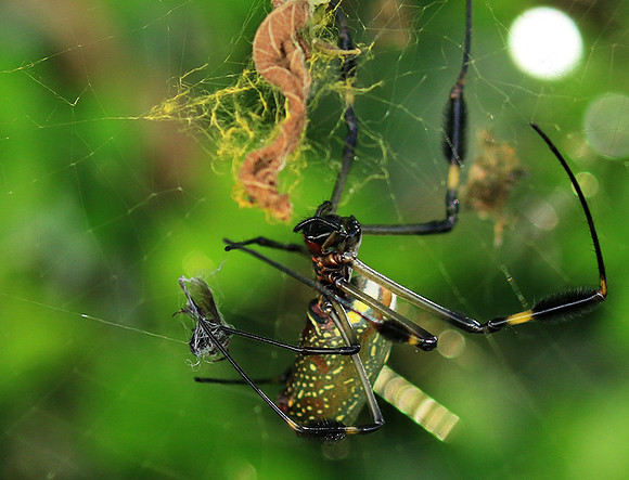 Spiders in Costa Rica