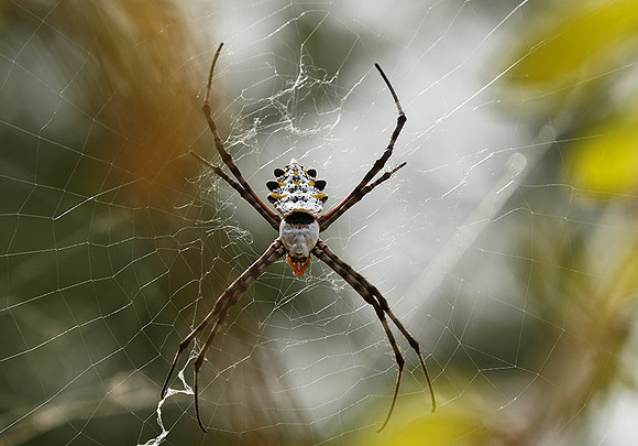 Senegal : spider close-up