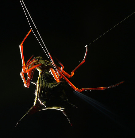 Horned orb weaver