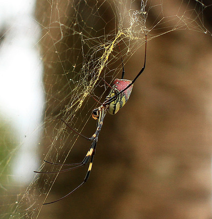 Spider - Myanmar