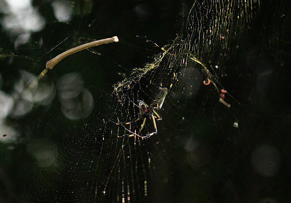 Spider