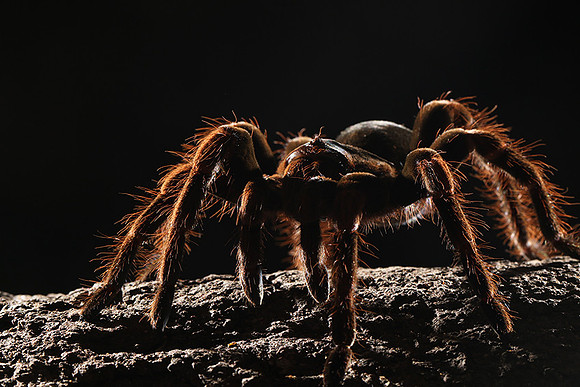 Orange-knee tarentula