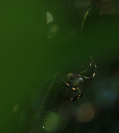 Spider