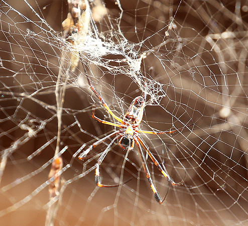 Spider - Senegal