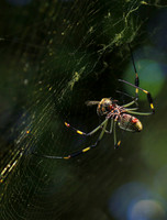 Spiders in Costa Rica