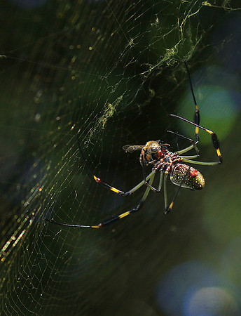 Spiders in Costa Rica
