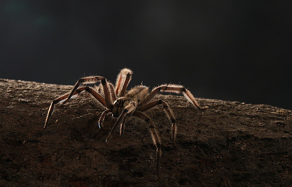 Bromela spider