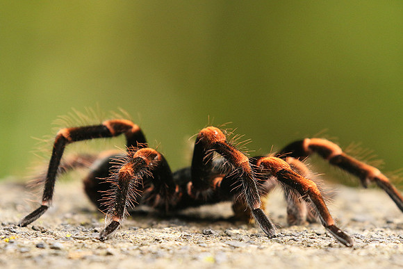 Orange-knee tarentula