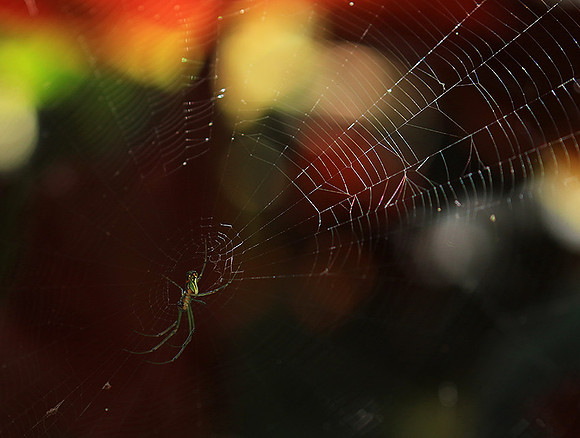 Spider