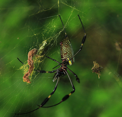 Spiders in Costa Rica