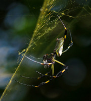 Spiders in Costa Rica