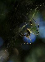 Spiders in Costa Rica