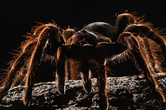 Orange-knee tarentula