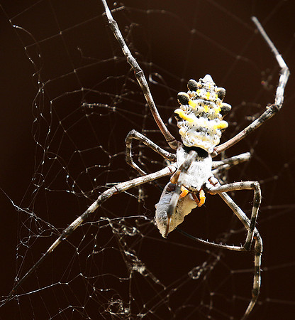 Senegal : spider close-up