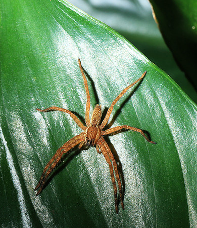 Spiders in Costa Rica