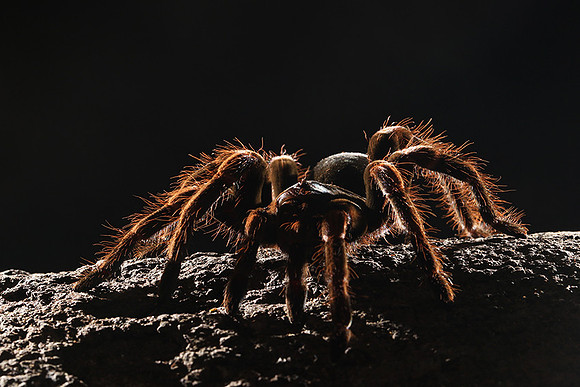 Orange-knee tarentula