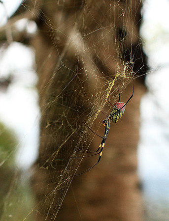 Spider - Myanmar