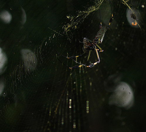 Spider