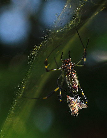 Spiders in Costa Rica