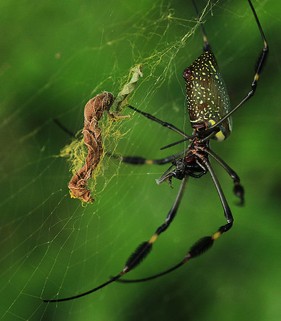 Spiders in Costa Rica