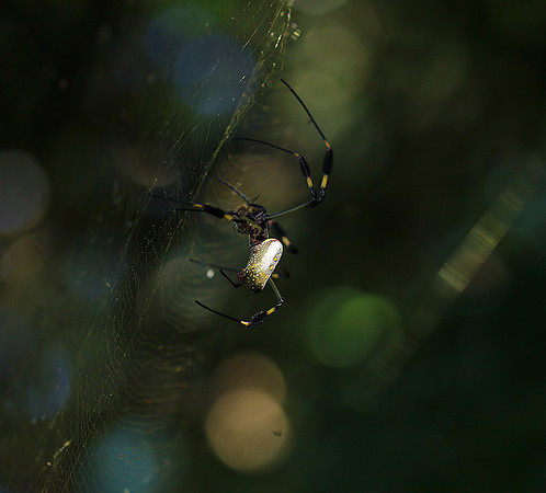 Spider