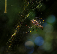 Spiders in Costa Rica