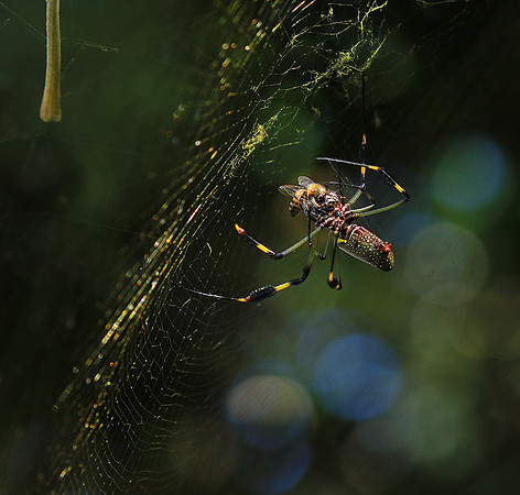 Spiders in Costa Rica
