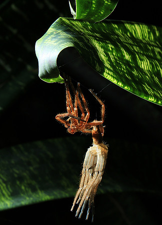 Spiders in Costa Rica