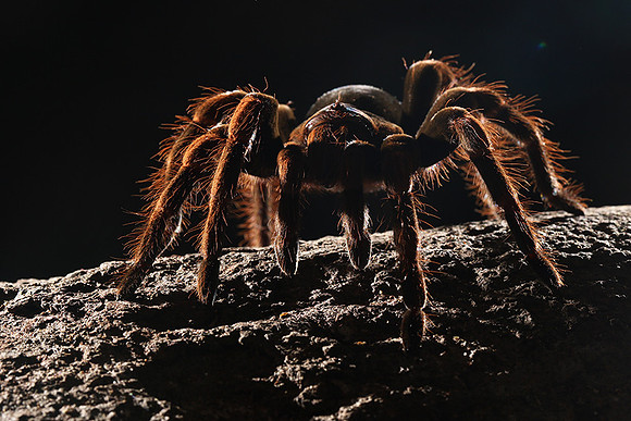 Orange-knee tarentula